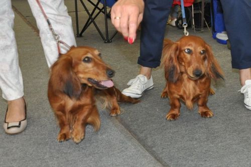 Trzynasta wsp�lna wystawa NA’ILI i NABILI Kollapsar